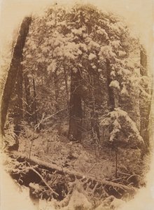 Untitled Woods in Snow, 1859.