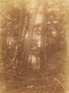 Sem título, da coleção A Floresta: Bosques de Adirondack de William James Stillman
