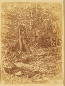 Sem título, da coleção A Floresta: Bosques de Adirondack