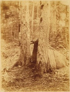 Sem título, da coleção A Floresta: Bosques de Adirondack