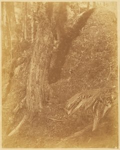 Sem título, da coleção A Floresta: Bosques de Adirondack