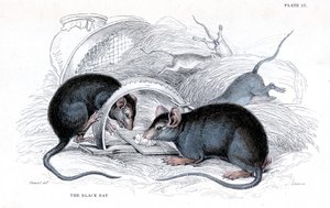 Gravação de rato preto apanhado em armadilha, 1838 de William Jardine