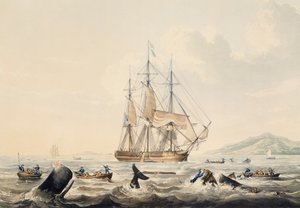 Baleeira nos Mares do Sul, gravura de William John Huggins (1781-1845), 44x57 cm