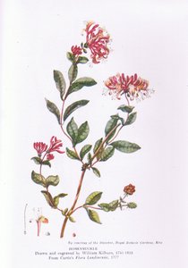 Honeysuckle, Nature in Britain publicado por Collins, 1946 de William Kilburn