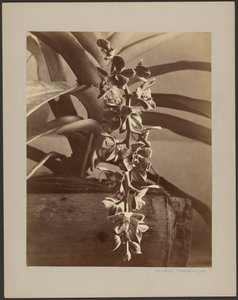Orquídeas, Ceilão de William Louis Henry Skeen