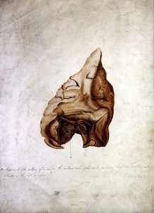 Estudo do Cérebro I, c.1850 (aguarela sobre papel) de William Lover