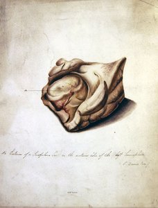 Estudo do Cérebro II, c.1850 (aguarela sobre papel) de William Lover