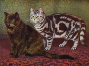O Gato Tortoiseshell e o Tabby One (cor litho)