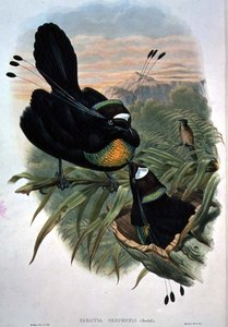 Arfak Pássaro do Paraíso com seis fios (cor litho)