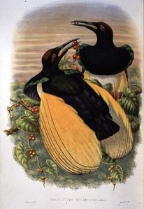 Bird of Paradise: Seleucidis Melanoleuca (cor litho)