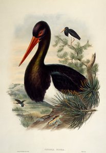 Cegonha-preta (Ciconia nigra), litografia da Birds of Great Britain