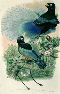 Blue Bird of Paradise (cor litho)