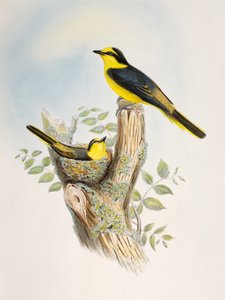 Minivet (Pericrocotus cantonensis), litografia de Pássaros da Ásia de William Matthew Hart