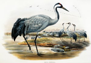 Grou comum (Grus cinerea), litografia de Birds of Great Britain