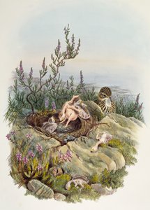 Cuco comum, de John Gould (1804-1881), litografia de William Matthew Hart (1830-1908), Reino Unido de William Matthew Hart