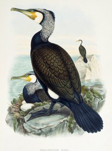 Grande Cormorant (Phalacrocorax carbo), litografia da Birds of Great Britain