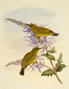 Zosterops rendovae (Zosterops rendovae), gravura de William Matthew Hart (1830-1908), Reino Unido de William Matthew Hart