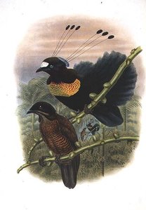 Parócio das Leis - Ave do Paraíso (cor litho)