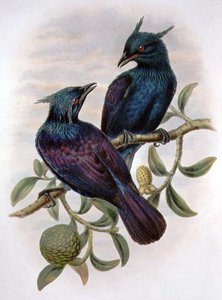 Phonygama Purpureiviolacea (cor litho) de William Matthew Hart