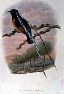 Pteridophora Alberti, Rei da Saxônia Pássaro do Paraíso (cor litho)