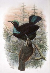 Ptiloris Victoriae, Victoria Rifle Bird of Paradise (cor litho)