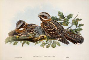 Noite de Pescoço Vermelho (Caprimulgus ruficollis), litografia de Aves da Grã-Bretanha
