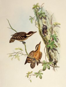 Pica-pau Sunda (Dendrocopos moluccensis), litografia de Aves da Ásia de William Matthew Hart