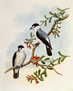 Torrent Robin (Monachella muelleriana), gravura de William Matthew Hart (1830-1908), Reino Unido