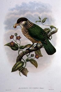 Pássaro gato de orelhas brancas - Ailuroedus Buccoides (cor litho) de William Matthew Hart