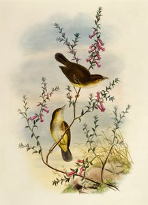 White Spotted Flycatcher (Pseudogerygone notata), gravura de William Matthew Hart (1830-1908), Reino Unido de William Matthew Hart