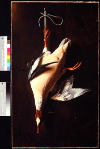 Pato-mergulhão
