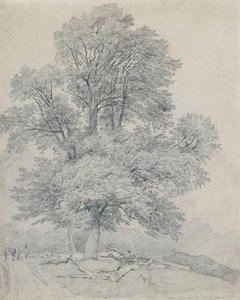 Um olmo-da-montanha em Hawley, Hampshire de William Mulready