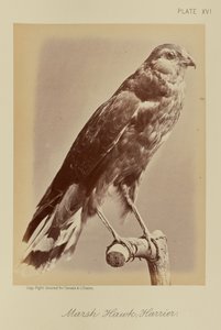 Falcão dos pântanos; Harrier de William Notman