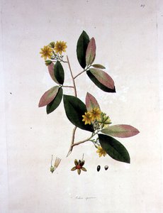Ochna squarrosa, ilustração de 
