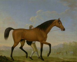 O Duque de Ancasters Bay Stallion, Blank, caminhando em direção a uma égua