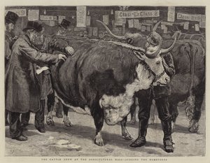 A mostra de gado no salão agrícola, julgando os Herefords