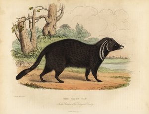African civet, Civettictis civetta.