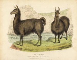 Alpaca, Vicugna Pacos. de William Smellie