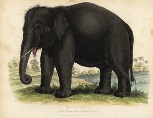 Elefante asiático, Elephas maximus, em perigo de extinção.