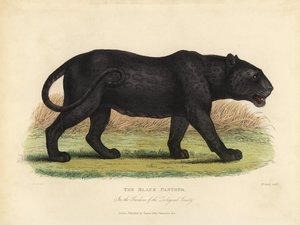 Pantera negra, Panthera pardus ou Panthera onca.