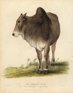 Brahma raça de gado zebuína, Bos taurus indicus.