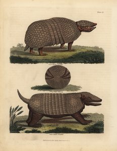 Tatu brasileiro de três bandas e tatu de sete bandas.