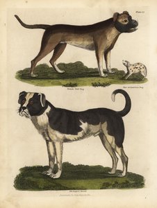 Raças de cães, Canis lupus familiaris.