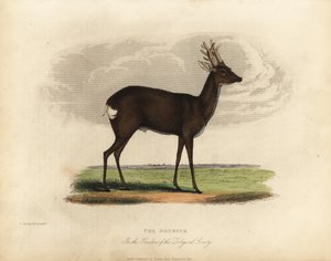 Veado europeu de ova, Capreolus capreolus.