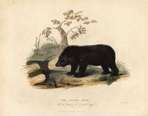 Urso negro do Himalaia, Ursus thibetanus laniger.