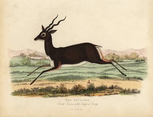 Antílope indiano ou Blackbuck, Antilope cervicapra.