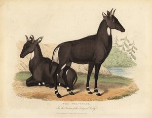 Nilgai ou touro azul, Boselaphus tragocamelus.