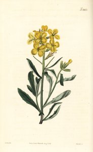 Erysimum odoratum (mostarda de sebe alpina com aroma doce, Erysium lanceolatum menos). Gravura em chapa de cobre colorida à mão por Weddell após uma ilustração botânica de John Curtis da revista Botanical Magazine de William Curtis, Samuel Curtis, Londres