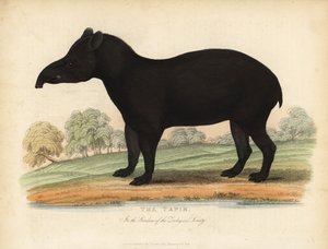 Anta sul-americana, Tapirus terrestris, vulnerável.