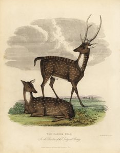 Veado do pântano ou barasingha, Rucervus duvaucelii.